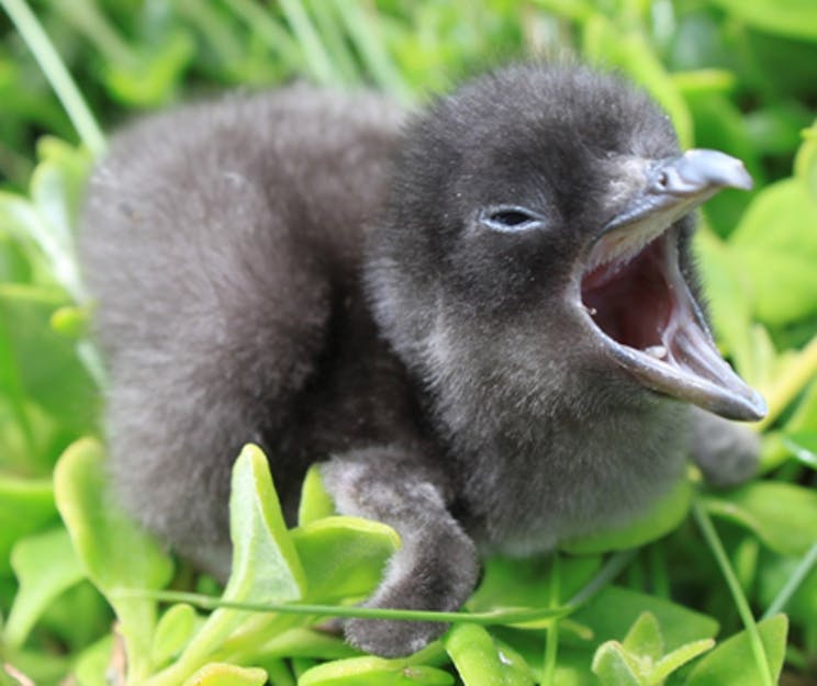 A fluffy penguin chick sits in the grass with its mouth open, waiting to be fed.