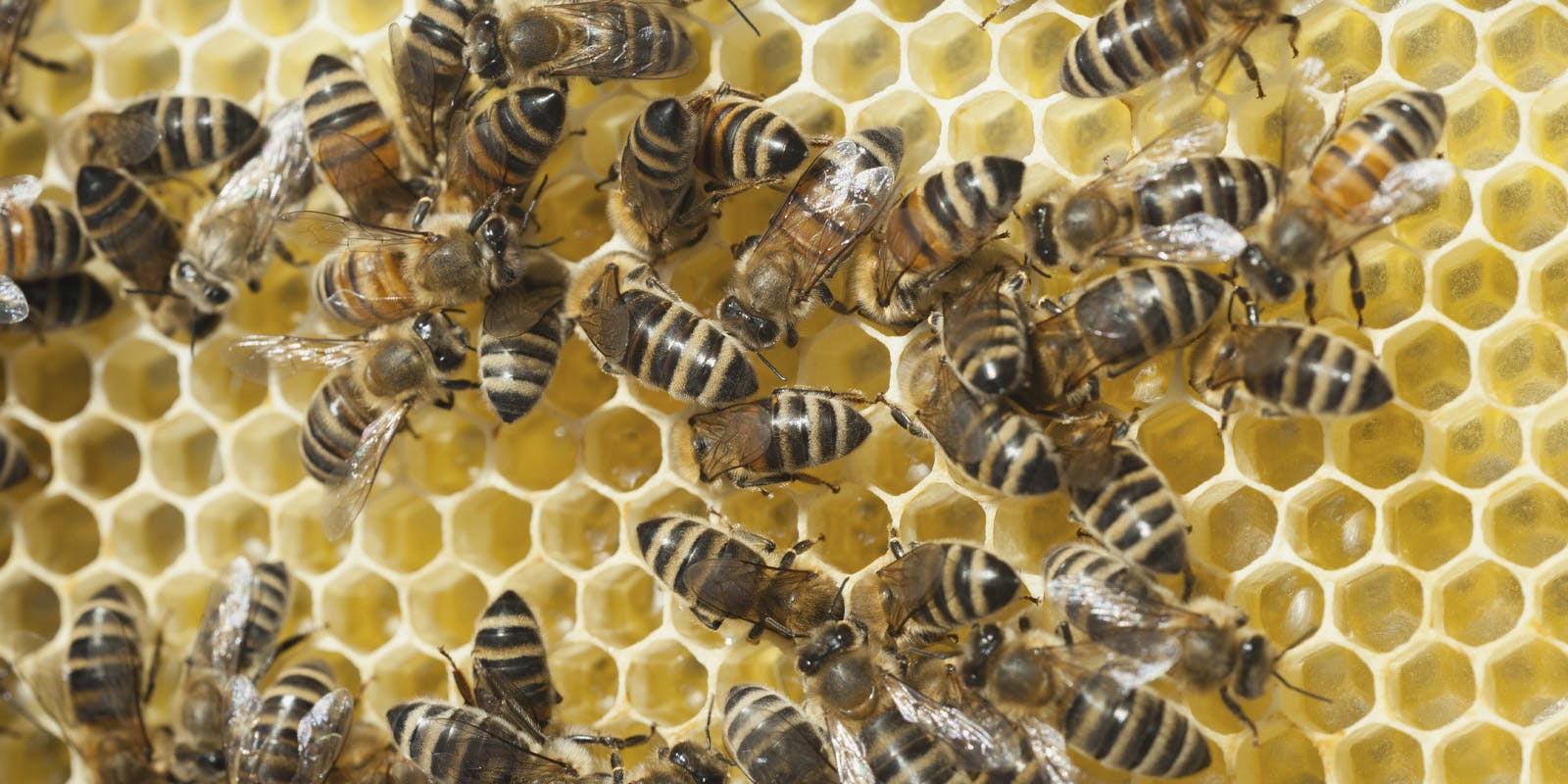 The beekeeper's calendar