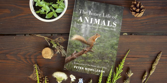 The Inner Life of Animals by Peter Wohlleben - Penguin Books Australia