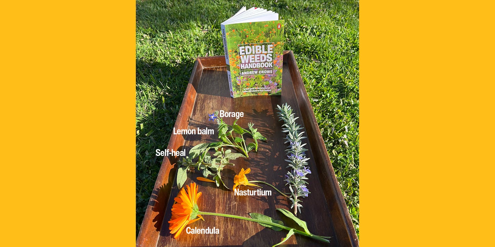 Poison or pasta sauce? A guide to New Zealand's edible weeds