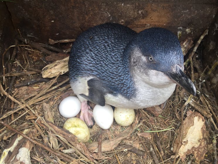 Photo of a Little Penguin sitting on the ground protecting its four eggs.