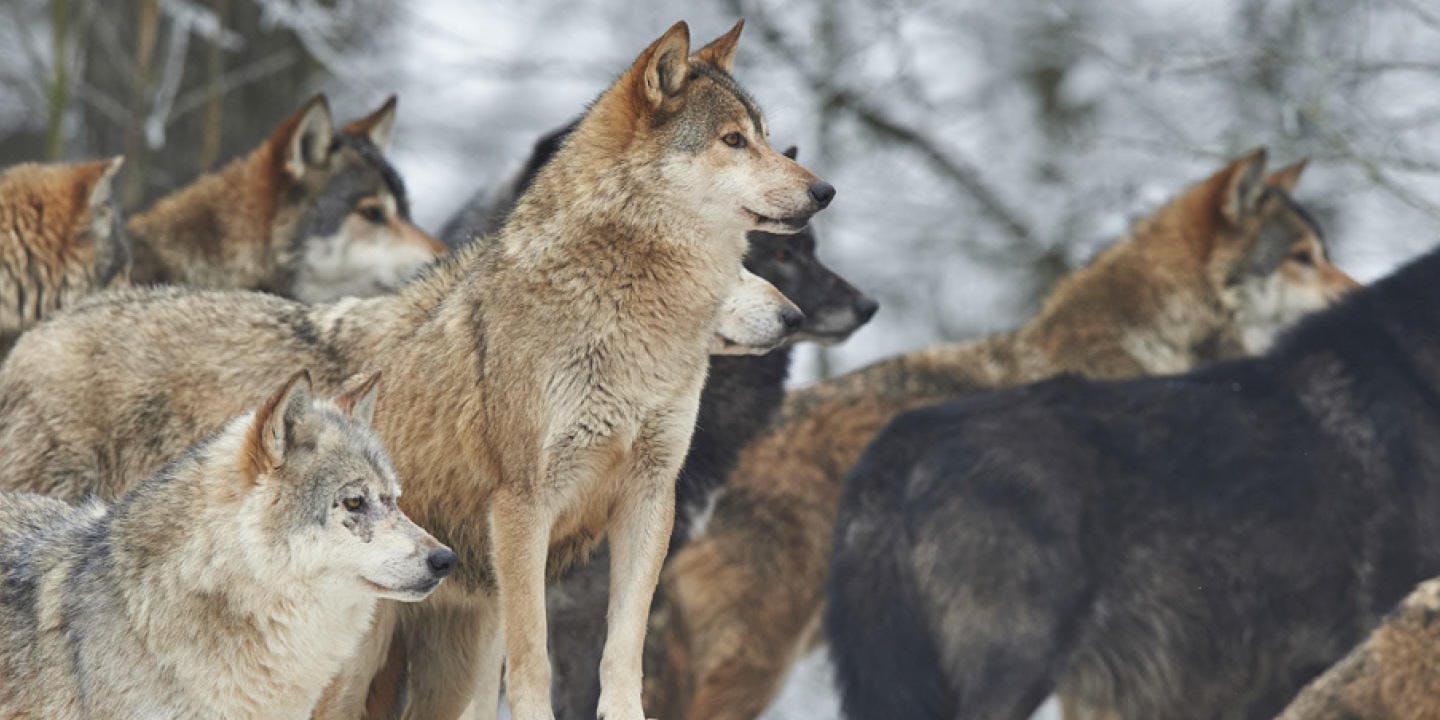 From wolf to dog – the most unlikely of tales