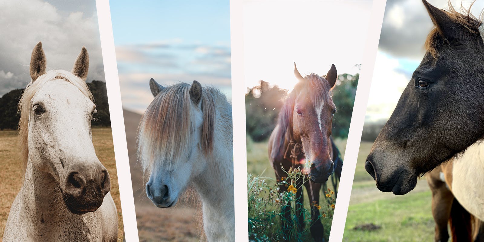 Meet the horses from the Ranger’s Apprentice series