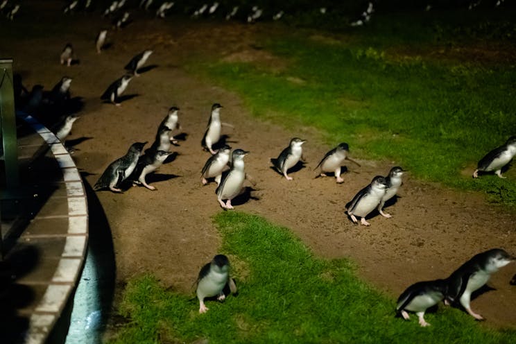 Several penguins walk across the grass on Phillip Island at night.