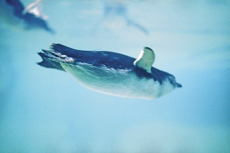 A Little Penguin glides through the blue water.