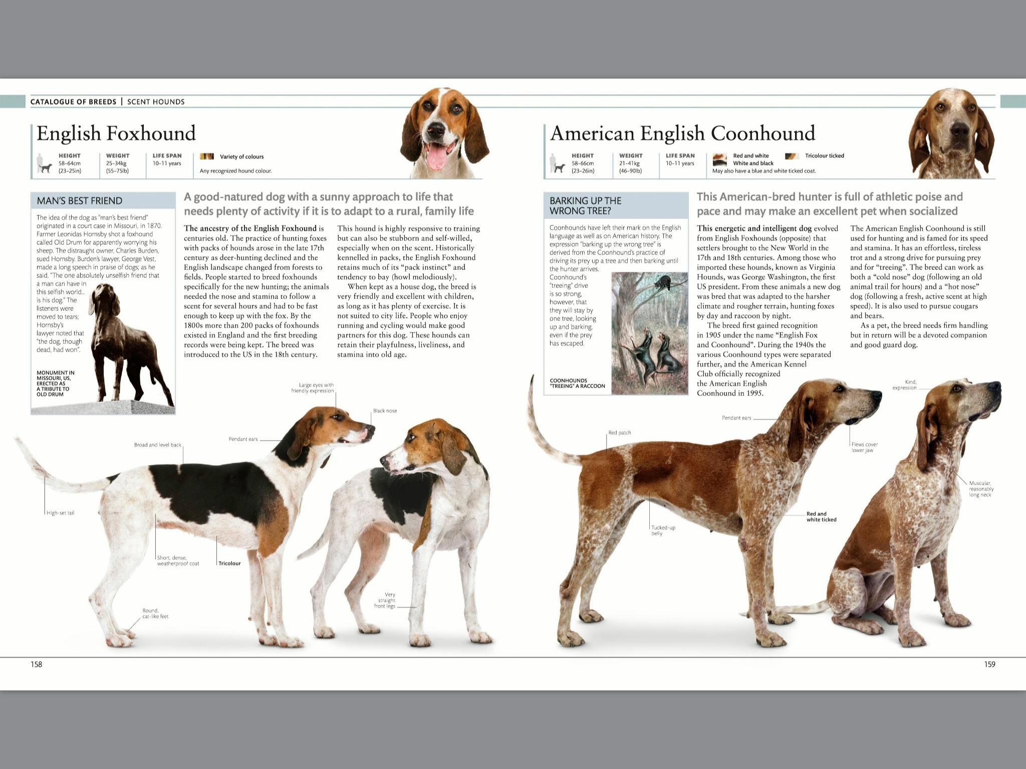 The Dog Encyclopedia by DK - Penguin Books New Zealand